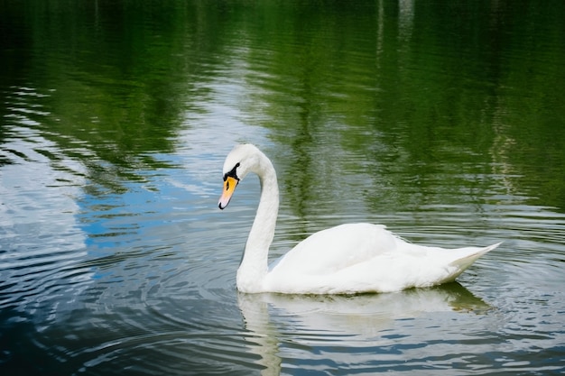 Retrato de um lindo cisne branco nadando em um lago