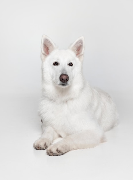 Retrato de um lindo e calmo cão pastor suíço branco deitado no chão posando isolado sobre o fundo cinza do estúdio Conceito de cuidados com animais domésticos