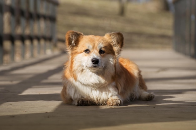 Retrato de um lindo e fofo Corgi Pembroke ou Cardigan