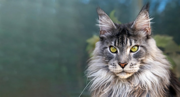 Retrato de um lindo e sério gato Maine Coon Pet care