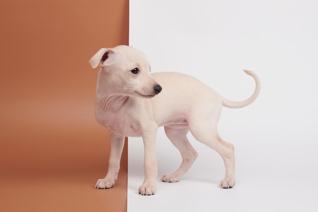 Retrato de um lindo filhote de galgo italiano isolado no fundo branco do estúdio marrom Pequeno cachorro beagle branco bege colorxA