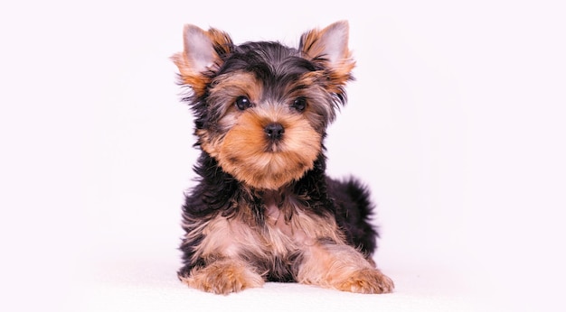 Retrato de um lindo filhote de yorkshire terrier um cachorro pequeno em um fundo branco