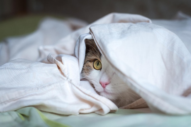 Retrato de um lindo gato à luz do sol