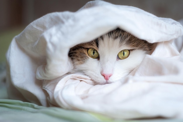 Retrato de um lindo gato à luz do sol