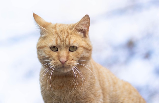 Retrato de um lindo gato avermelhado olhando para a câmera do lado de fora