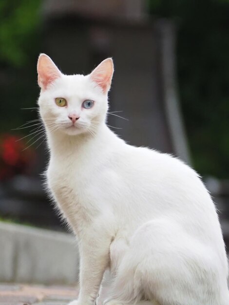 Retrato de um lindo gato branco com olhos multicoloridos (heterocromia) na rua da cidade