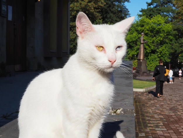 Retrato de um lindo gato branco com olhos multicoloridos (heterocromia) na rua da cidade