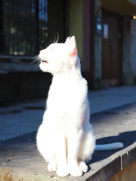 Retrato de um lindo gato branco com olhos multicoloridos (heterocromia) na rua da cidade