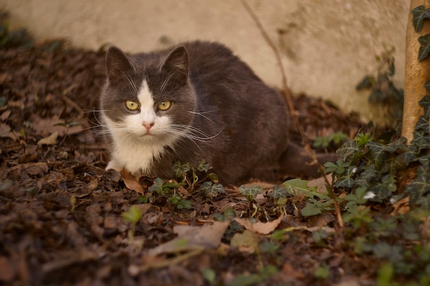 Retrato de um lindo gato branco e cinza deitado para descansar no jardim