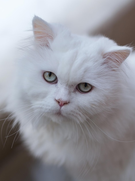 Retrato de um lindo gato branco