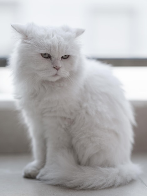 Retrato de um lindo gato branco