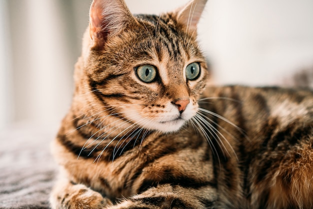 Retrato de um lindo gato de Bengala doméstico em uma casa em uma parede desfocada