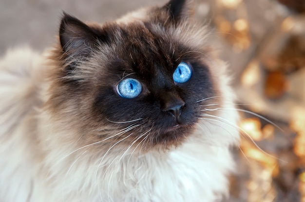 Retrato de um lindo gato fofo.