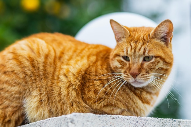 Retrato de um lindo gato laranja na rua