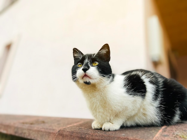 Retrato de um lindo gato preto e branco sentado em cima do muro Animal de estimação Foco seletivo