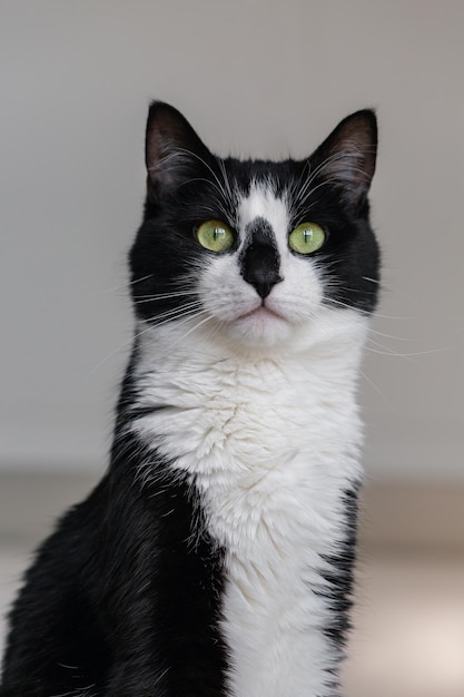 Retrato de um lindo gato preto e branco