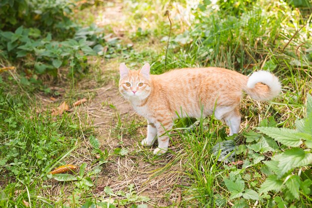 retrato de um lindo gato ruivo caminhando em um campo verde ensolarado em uma noite quente de verão