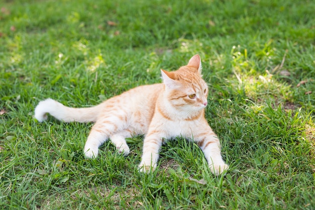 retrato de um lindo gato ruivo deitado em um prado verde ensolarado em uma noite quente de verão
