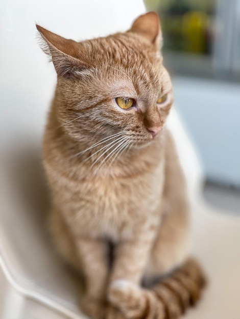 retrato de um lindo gato ruivo em uma cadeira