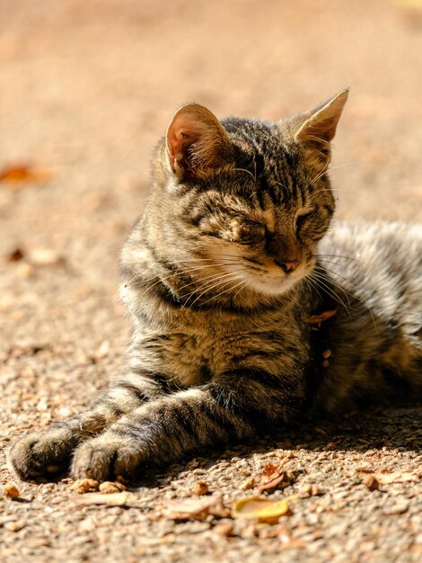 Retrato de um lindo gato tigrado