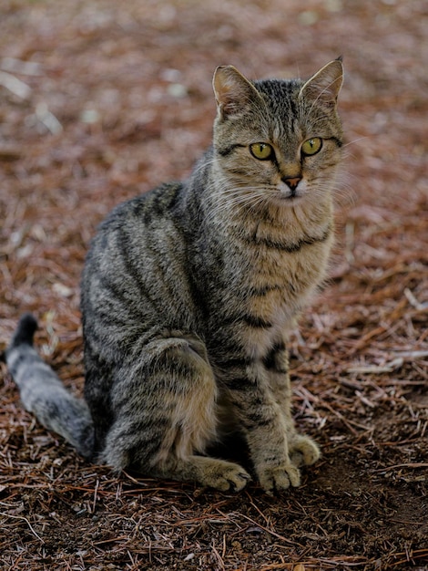 Retrato de um lindo gato tigrado