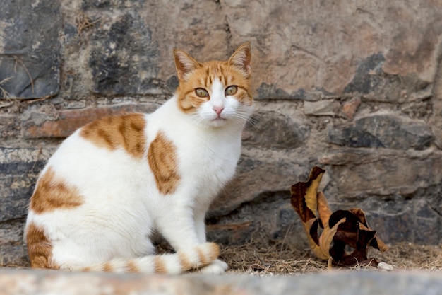 Retrato de um lindo gato vermelho com olhos verdes fechados