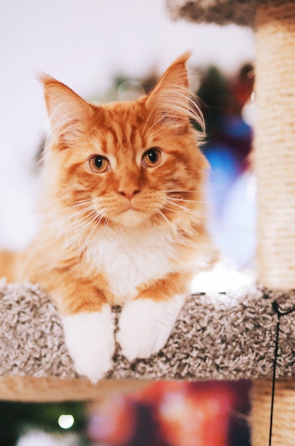 Foto retrato de um lindo gato vermelho maine coon, sentado perto da árvore de natal no cathouse