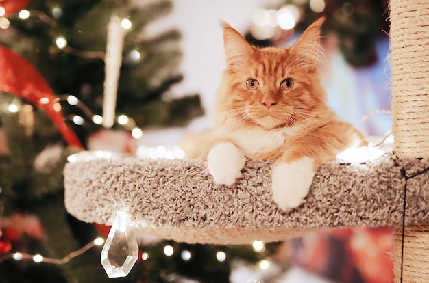 Foto retrato de um lindo gato vermelho maine coon, sentado perto da árvore de natal no cathouse