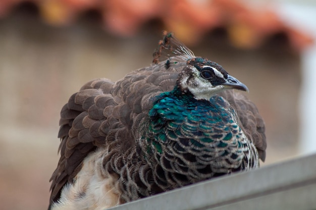 Retrato de um lindo pavão