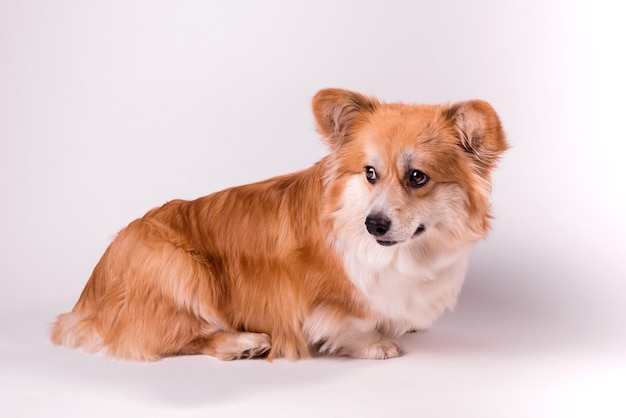 Retrato de um lindo pembroke de corgi galês vermelho sobre um cão obediente adorável branco se fecha