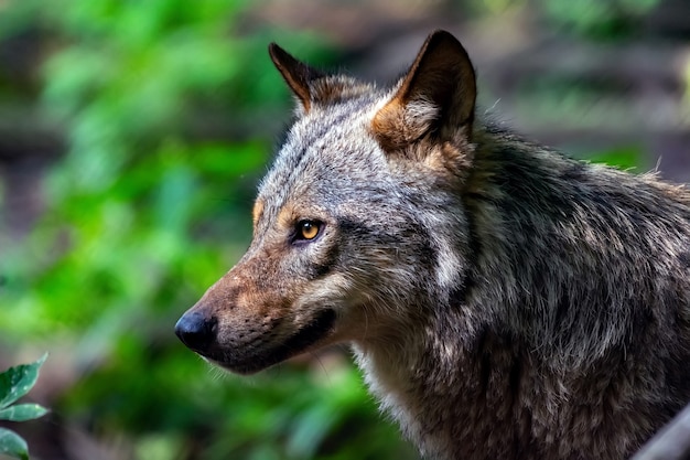 Retrato de um lobo na floresta