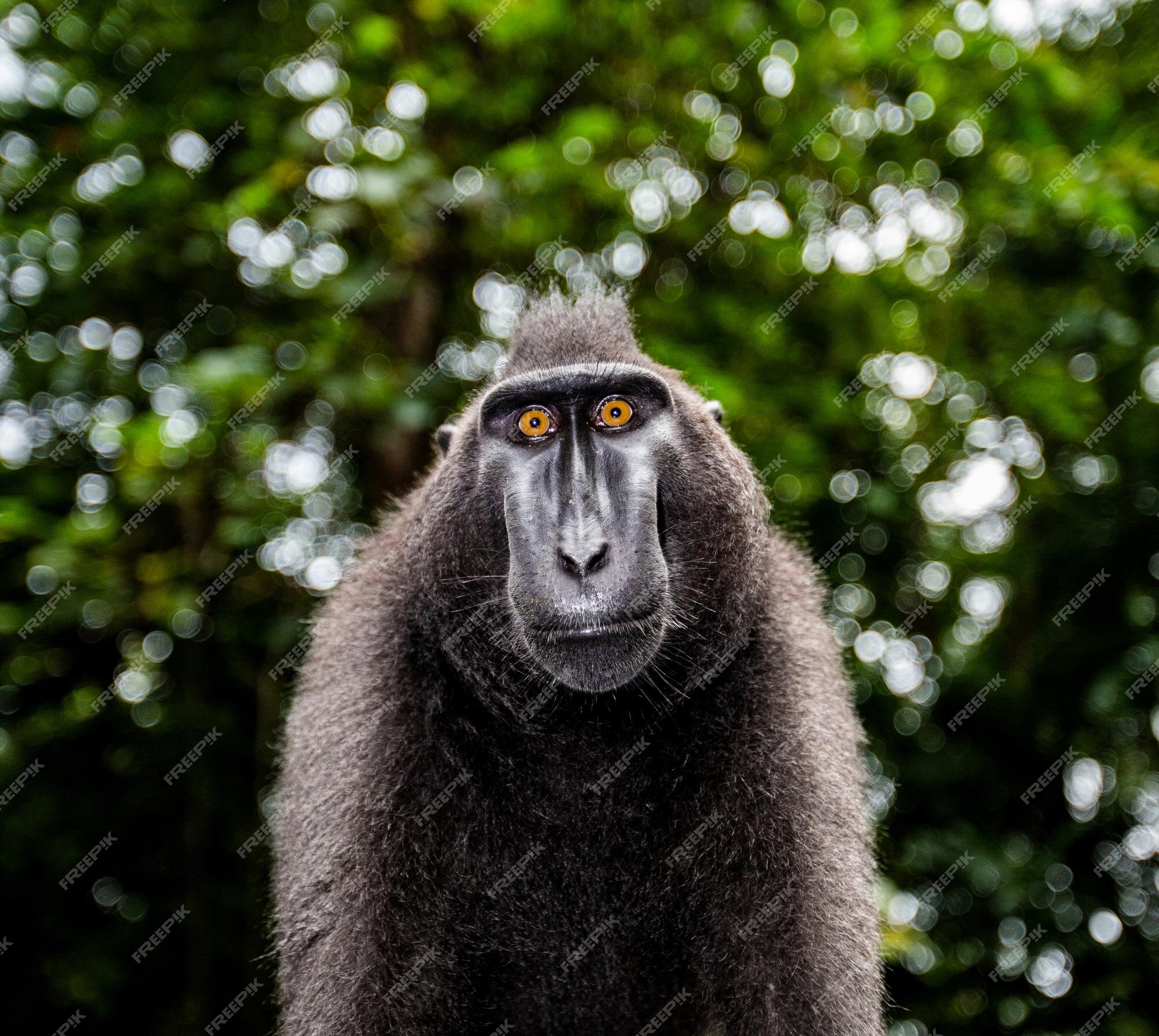 Retrato em macaco imagem de stock. Imagem de macaco - 171038437