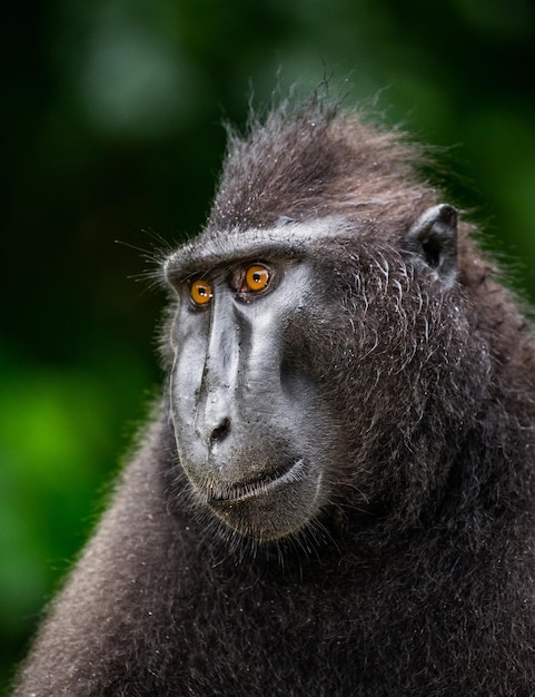 Retrato de um macaco com crista сelebes closeup indonésia sulawesi