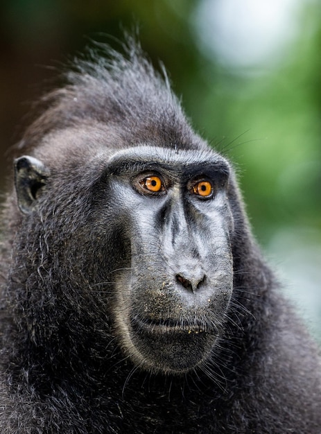 Retrato de um macaco com crista сelebes closeup indonésia sulawesi