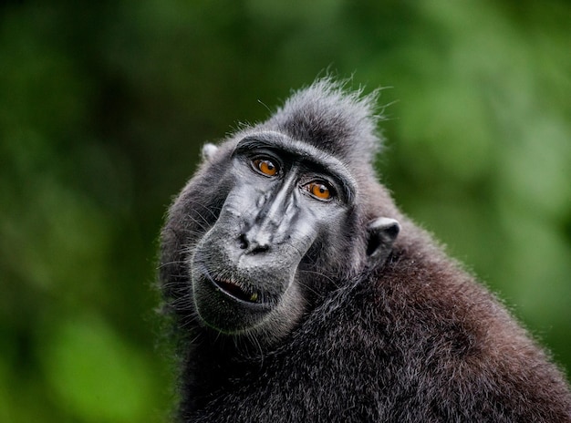 Retrato de um macaco com crista сelebes Closeup Indonésia Sulawesi