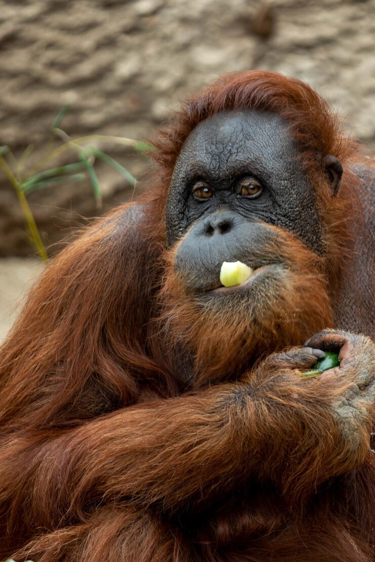 Foto retrato de um macaco comendo frutas no zoológico