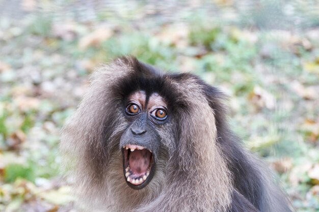 Foto retrato de um macaco de cauda de leão macaca silenus