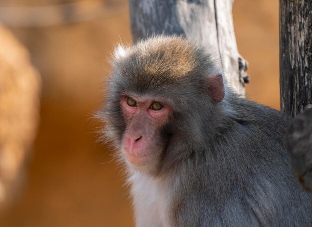 Retrato de um macaco de neve macaque japonês