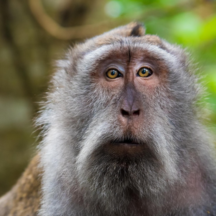 Foto retrato de um macaco em close-up