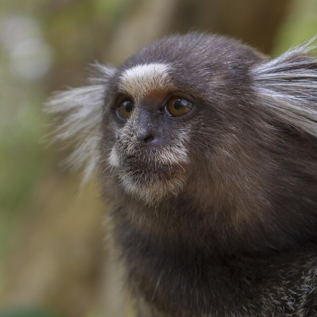 Foto retrato de um macaco em close-up