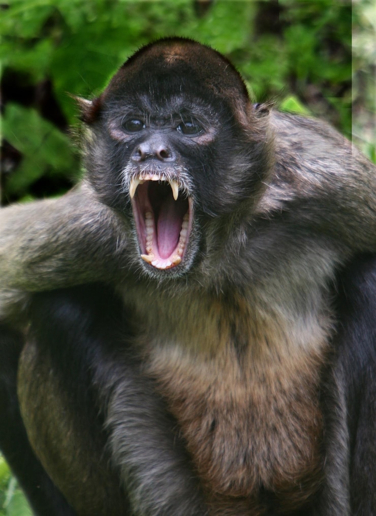 Foto retrato de um macaco em close-up