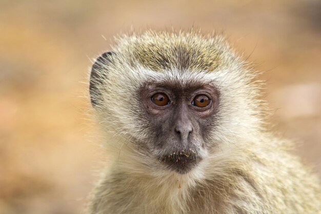 Retrato de um macaco em close-up