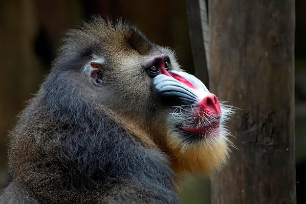 Retrato de um macaco mandril