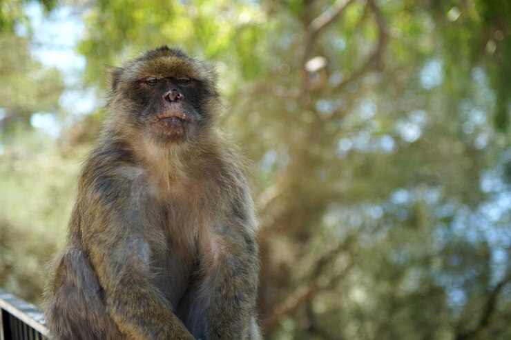 Foto retrato de um macaco na árvore