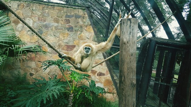 Foto retrato de um macaco na corda em uma gaiola no zoológico