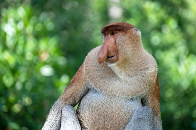 Retrato de um macaco-narigudo selvagem ou nasalis larvatus na floresta tropical da ilha de bornéu