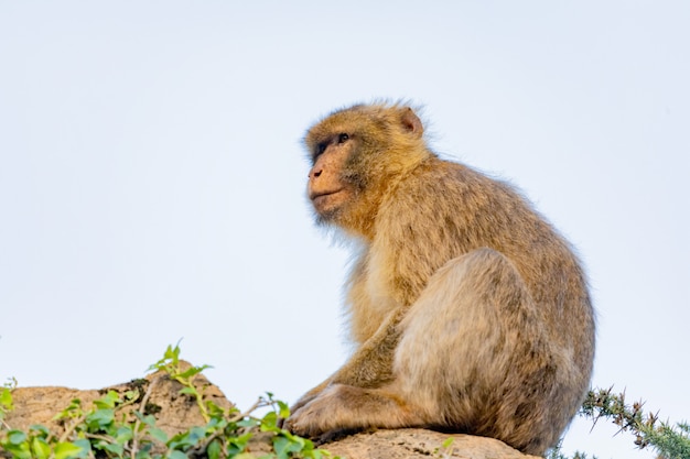 Retrato de um macaco pequeno