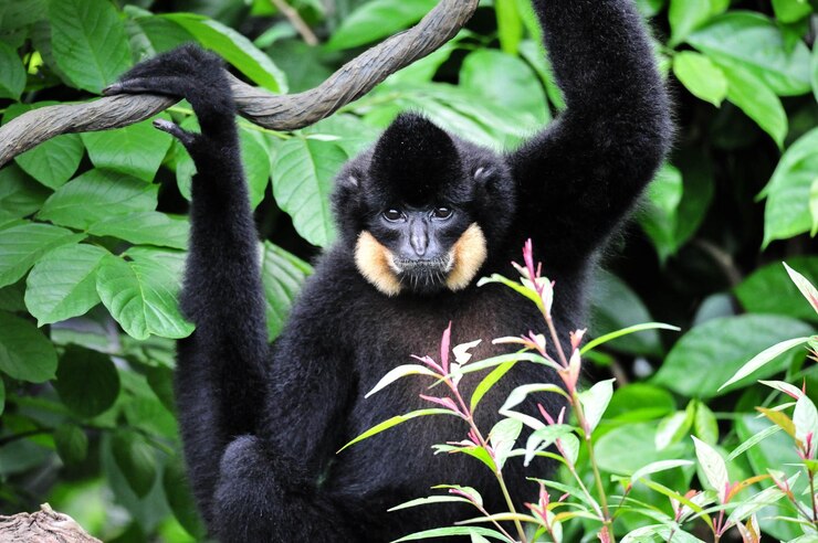 Foto retrato de um macaco por folhas