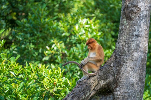 Retrato de um macaco probóscide selvagem ou nasalis larvatus, na floresta tropical da ilha de bornéu, malásia, close-up. macaco incrível com um nariz grande.