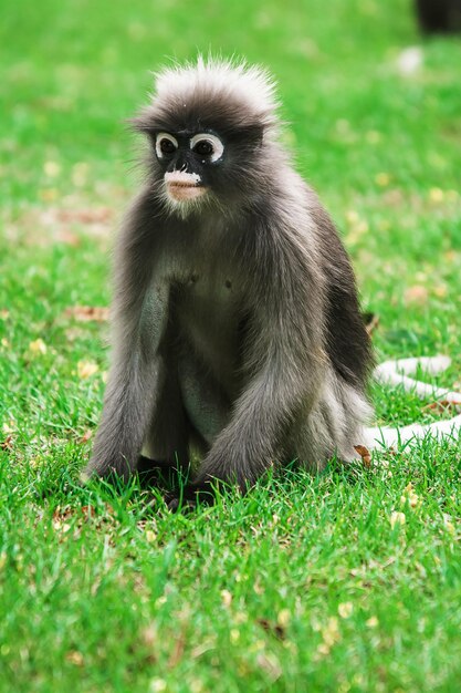 Retrato de um macaco sentado em um campo